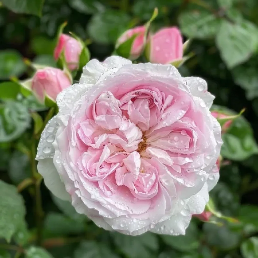 Ruusu 'Silver Pink Glow'