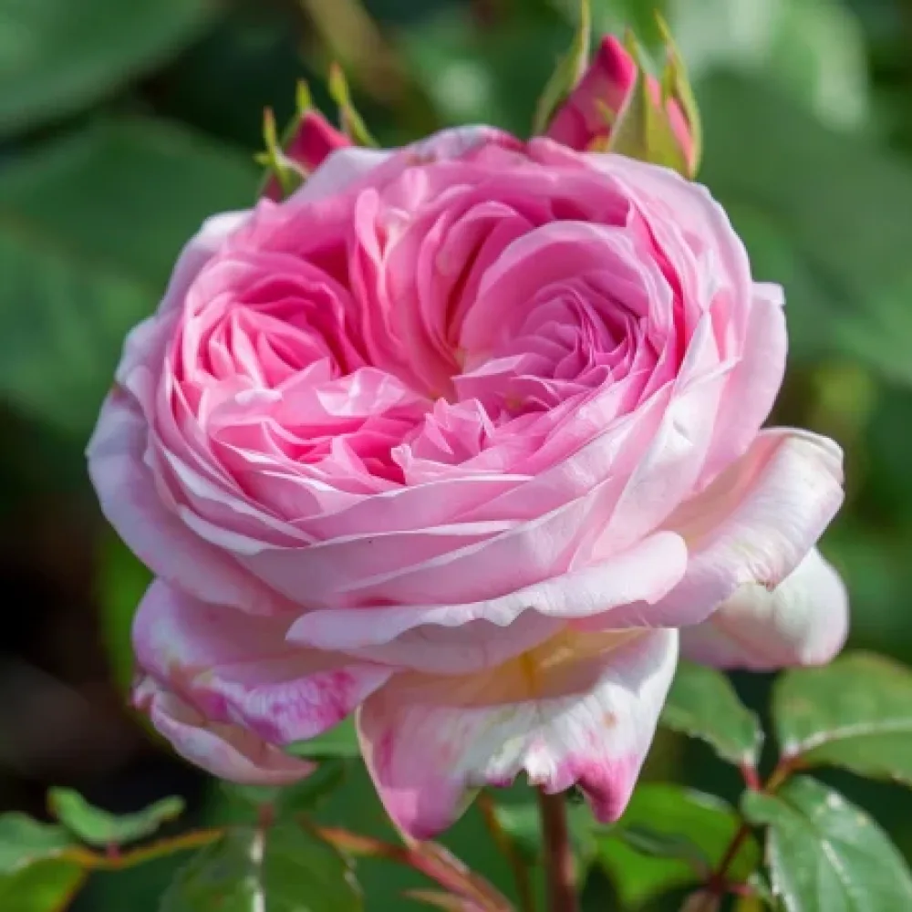 Ruusu 'Pink Sentinel' – paljasjuurinen