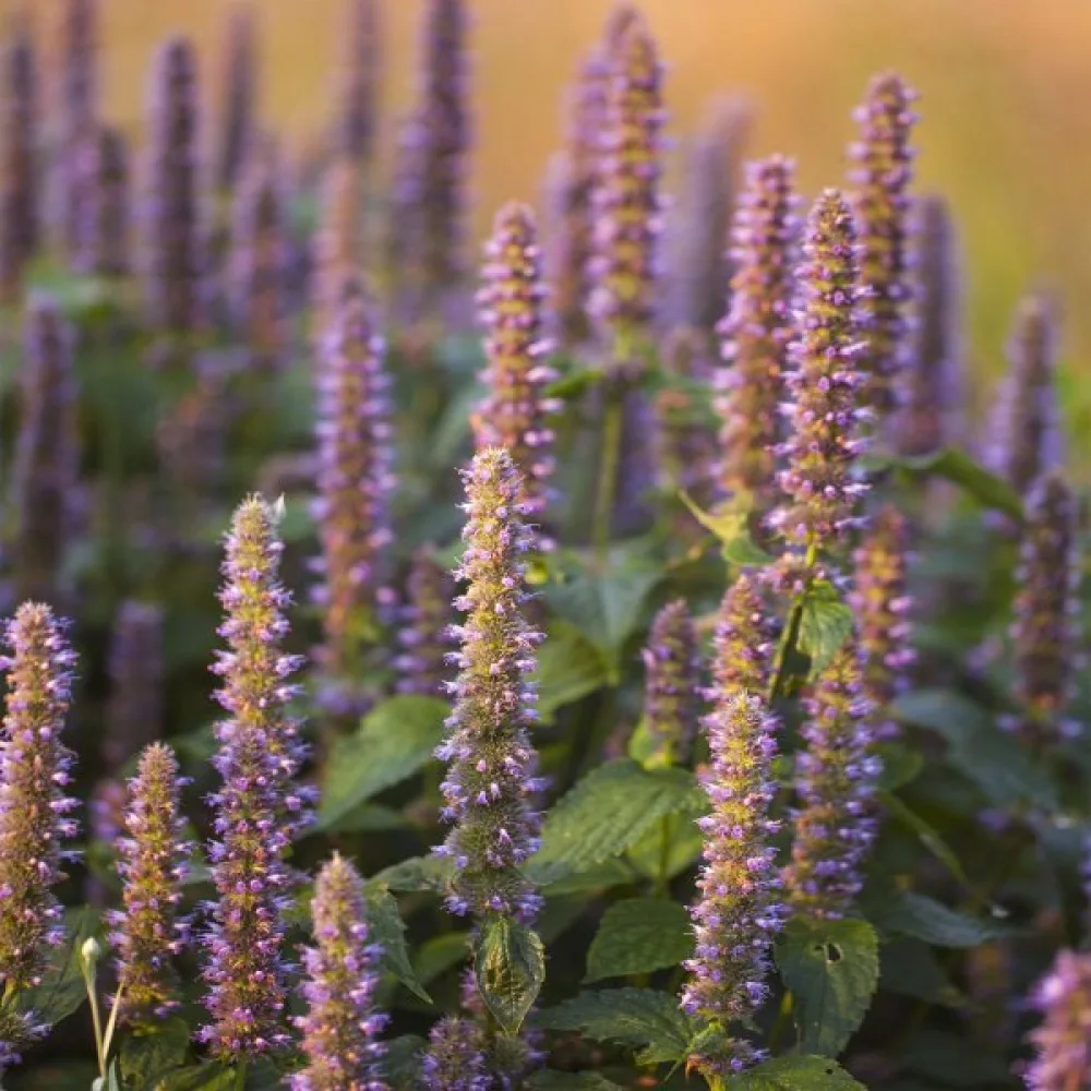 Anisiisoppi Agastache foeniculum
