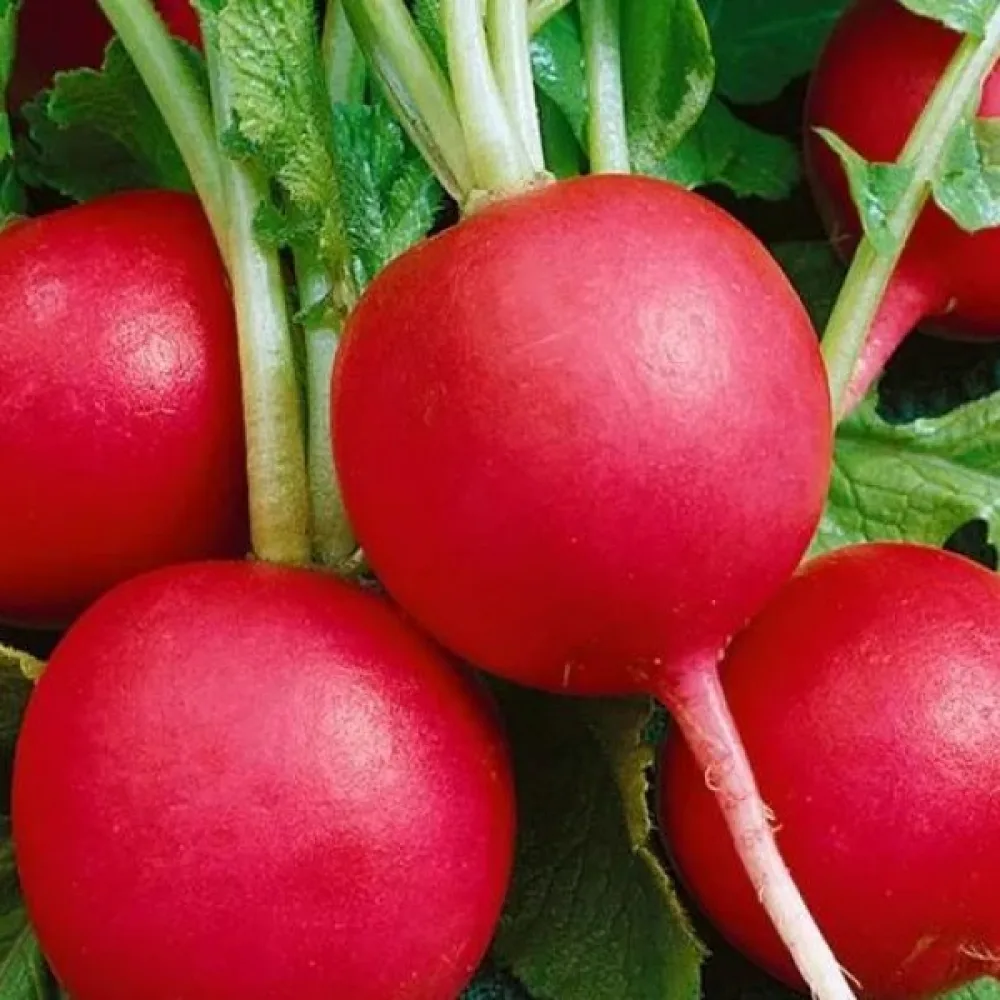 Retiisi 'Riesen von Aspern'