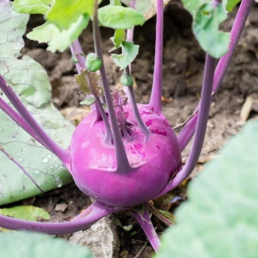 Kyssäkaali 'Purple Vienna'