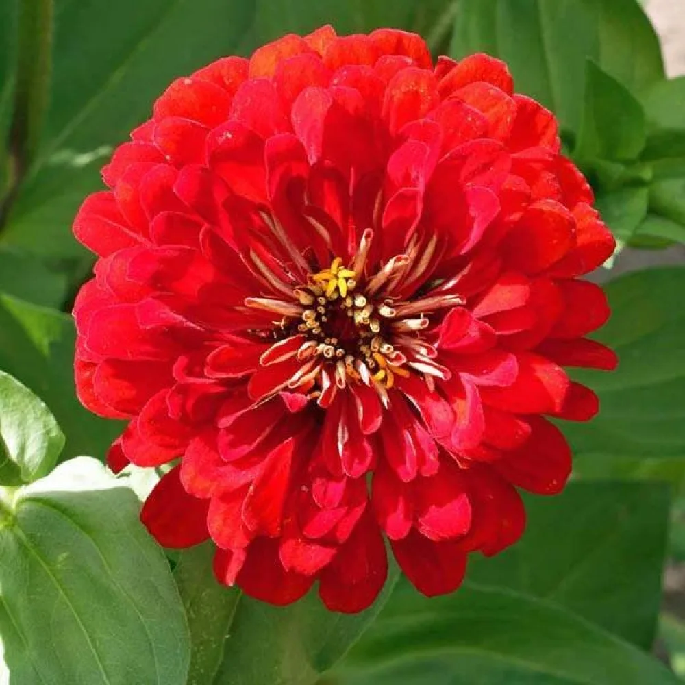 Tsinnia 'Cherry Queen'