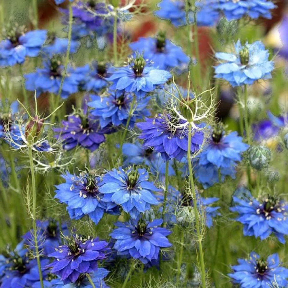 Neidonkukka 'Miss Jekyll Indigo Blue'