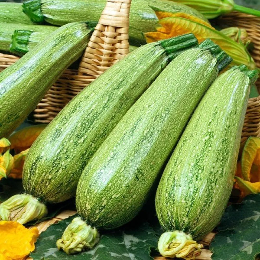 Kesäkurpitsa 'Nimba'