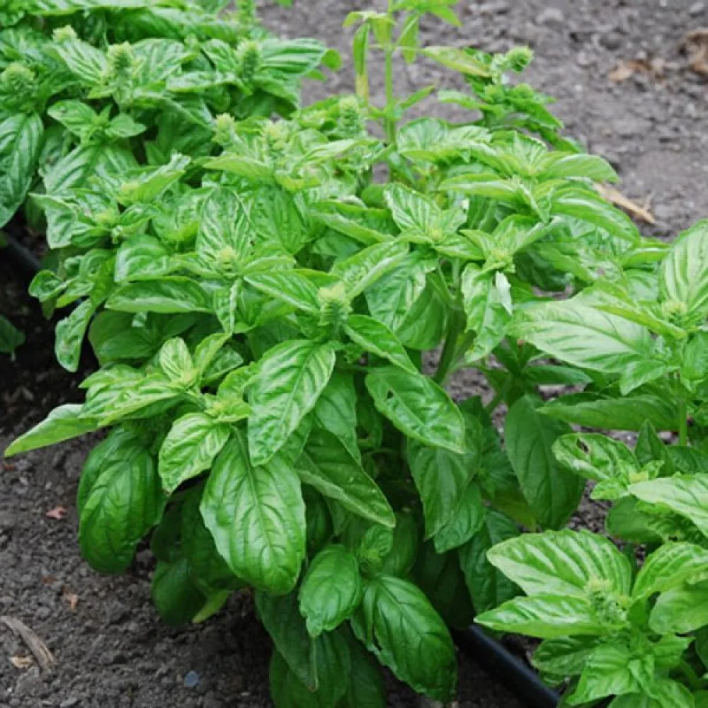 Basilika 'Lettuce Leaf' – mikroversoiksi