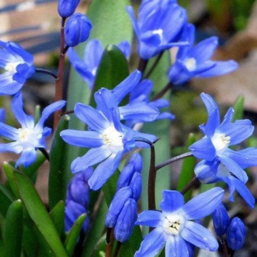 Kevätkirjo 'Sardensis'