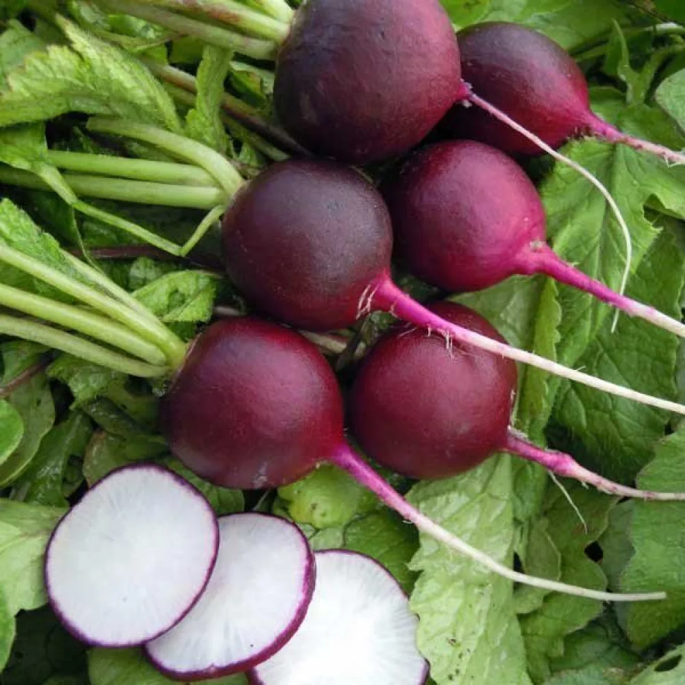 Retiisi 'Malaga'