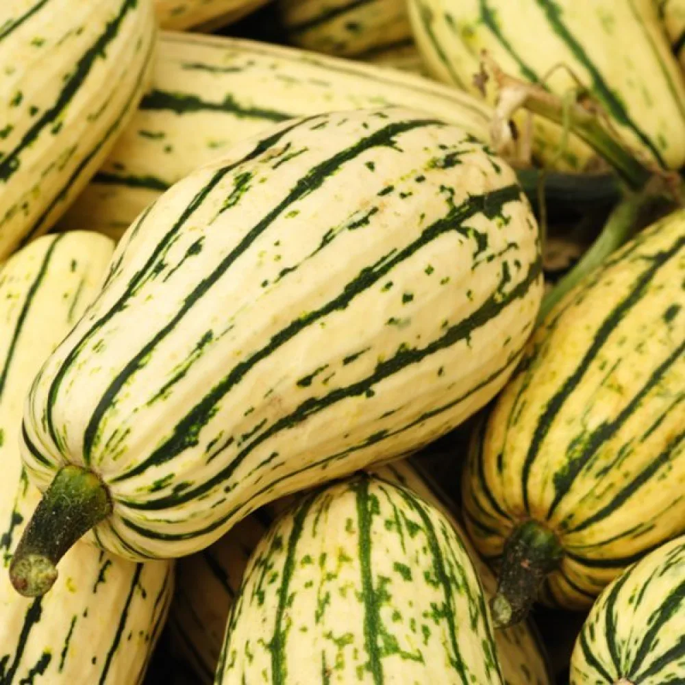 Kurpitsa 'Delicata' kermanvalkoinen
