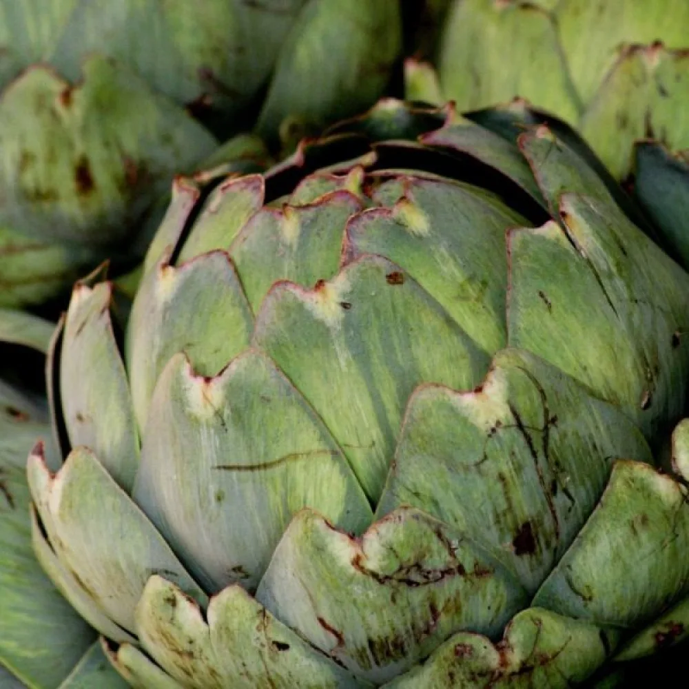 Artisokka 'Gros Vert de Laon'