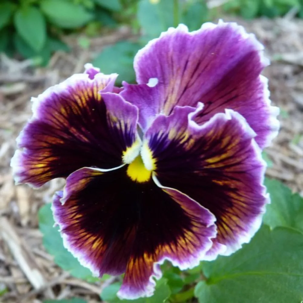 Tarhaorvokki 'Germania Rococo' (sekoitus)