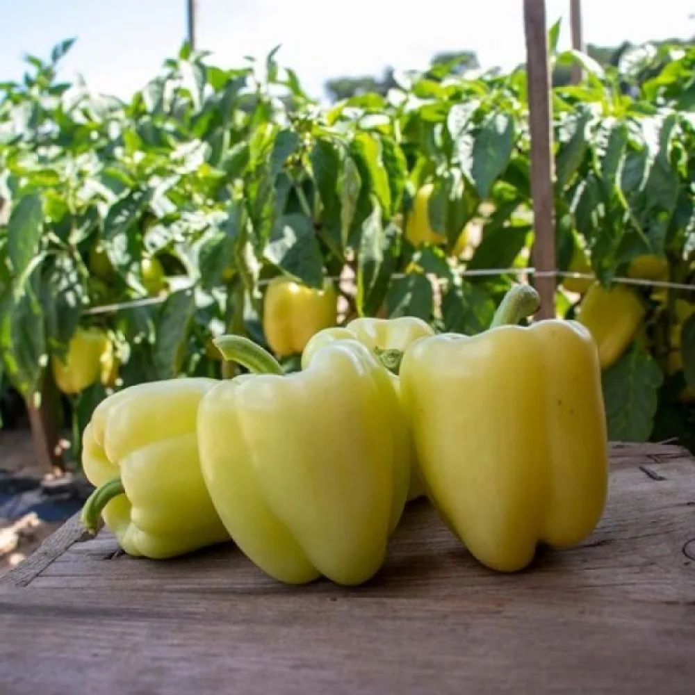 Paprika 'Zorza'