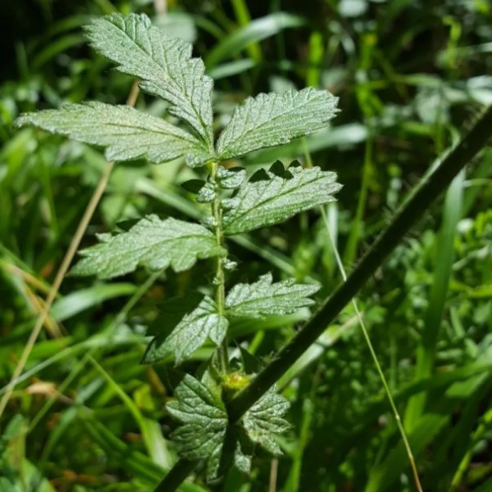 Verijuuri Agrimonia eupatoria