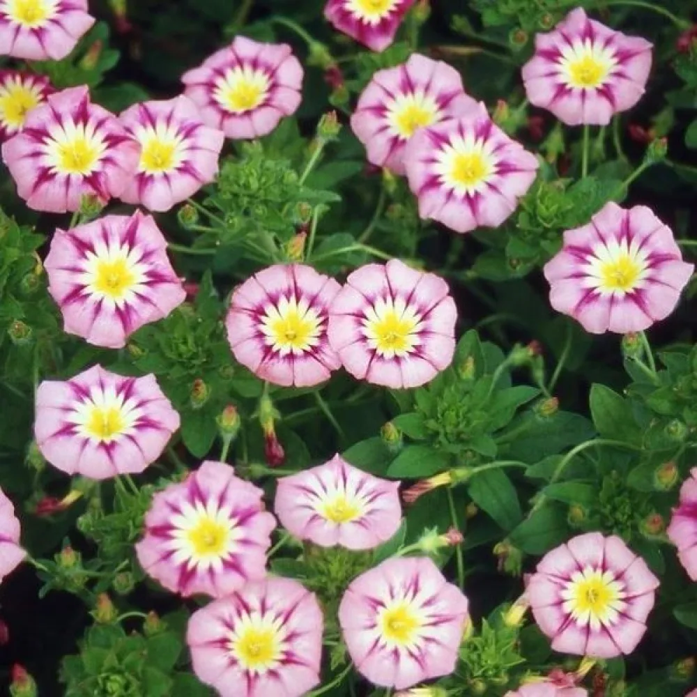 Kolmivärikierto 'Rose Ensign'