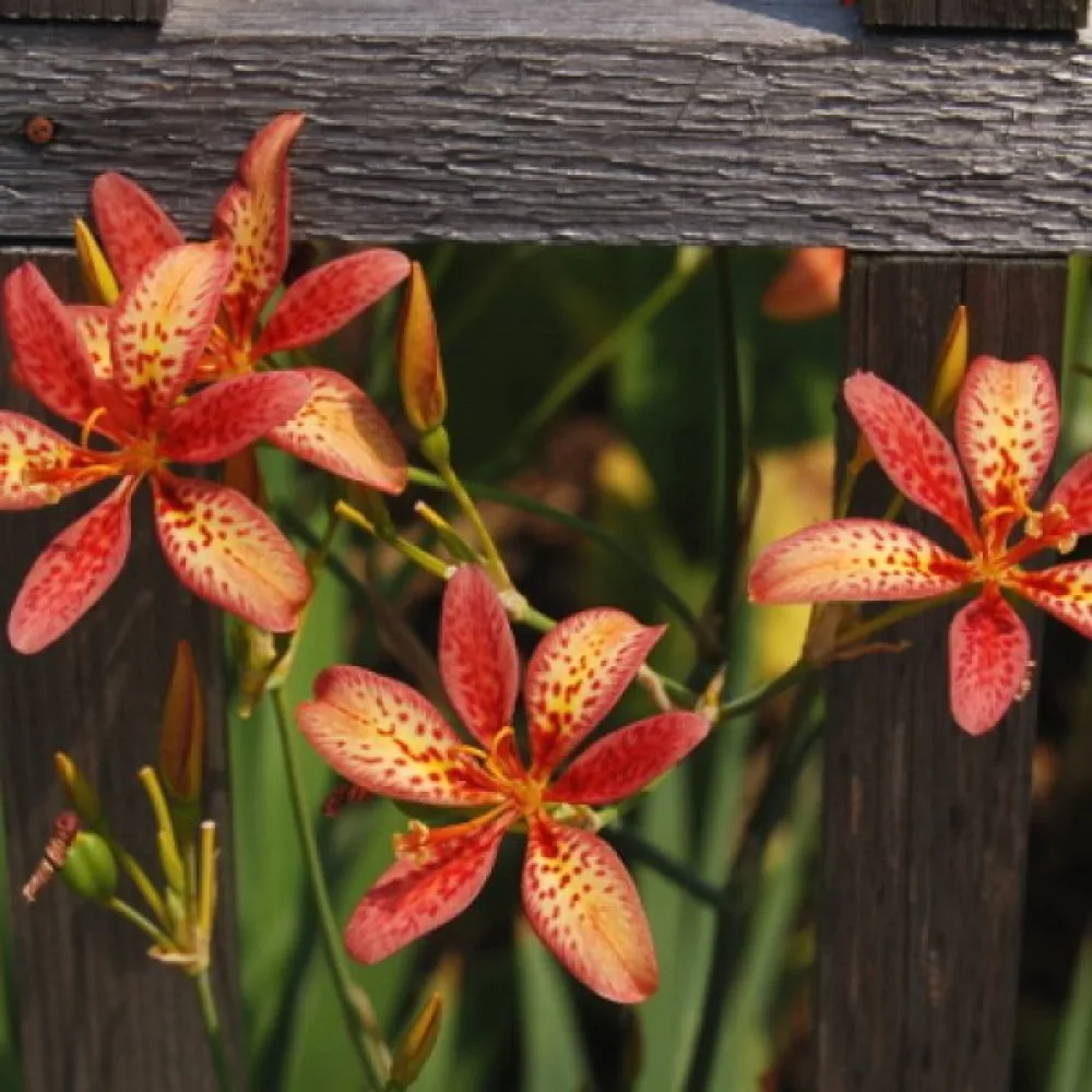 Pardancanda × norrisii – sekoitus