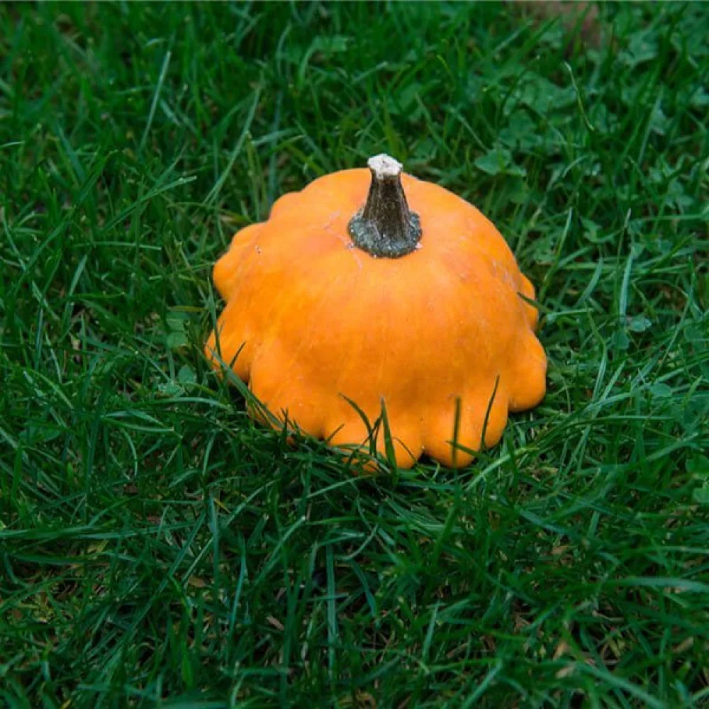Patisson 'Orange'