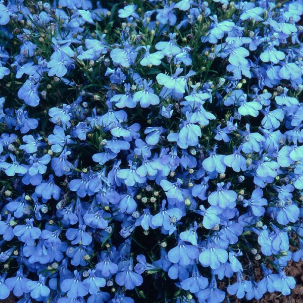 Sinilobelia 'Cambridge Blue'