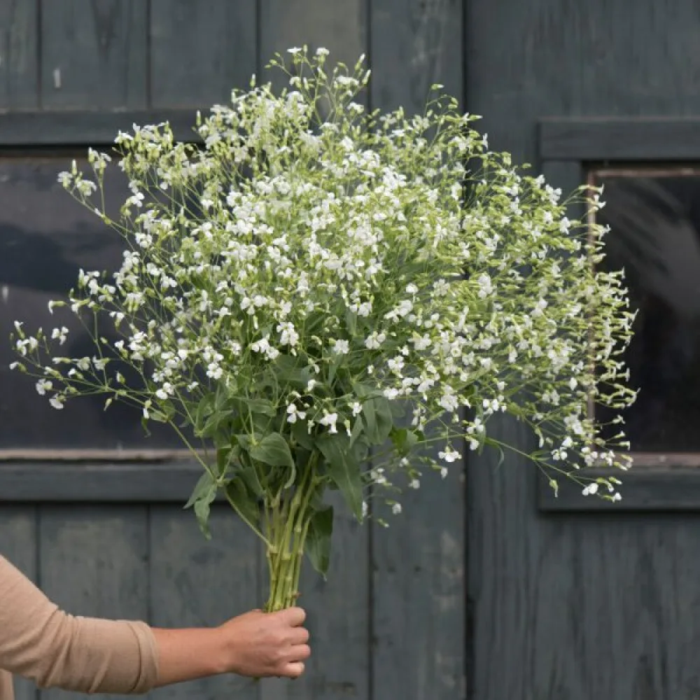 Vaccaria 'White Beauty'