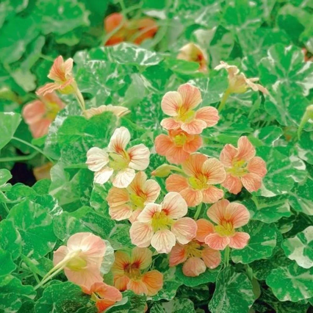 Köynnöskrassi 'Alaska Salmon Orange'