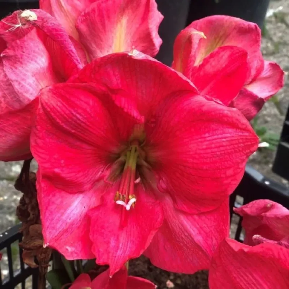 Amaryllis 'Pink Rival'