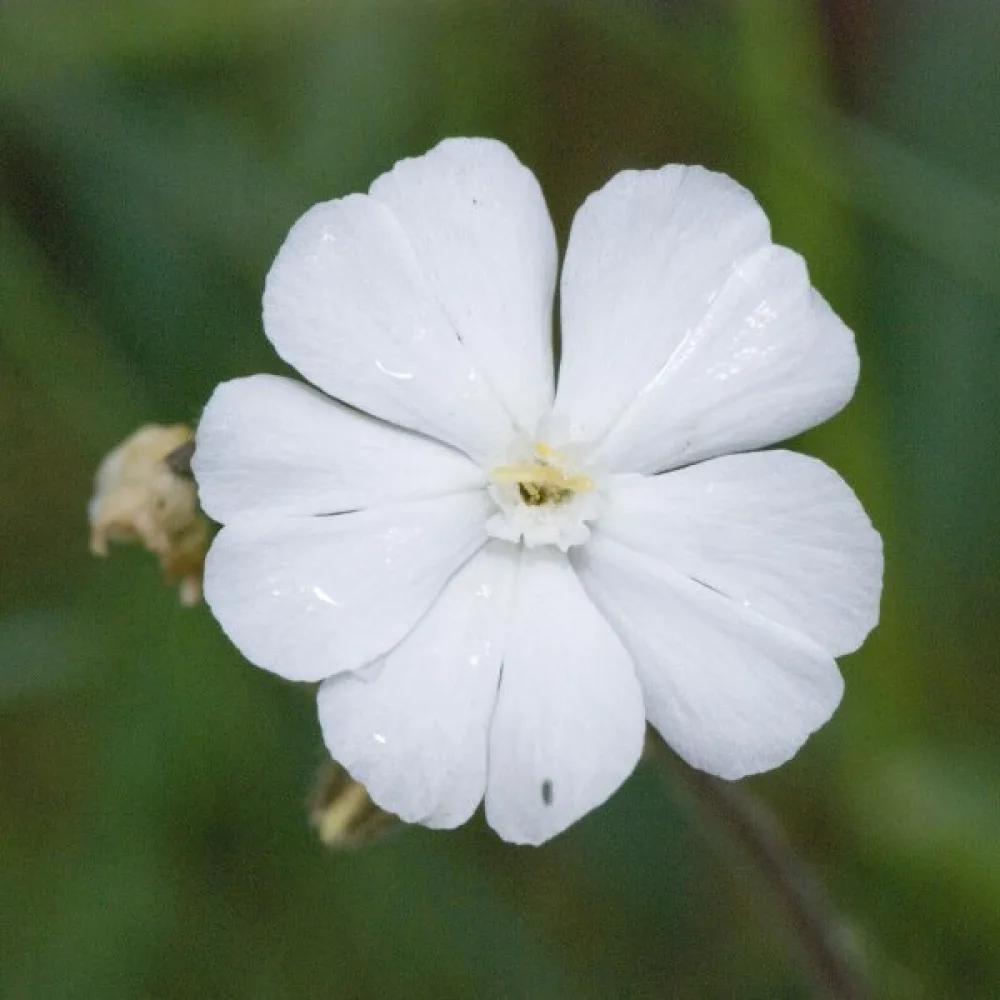 Viskaria 'Alba'