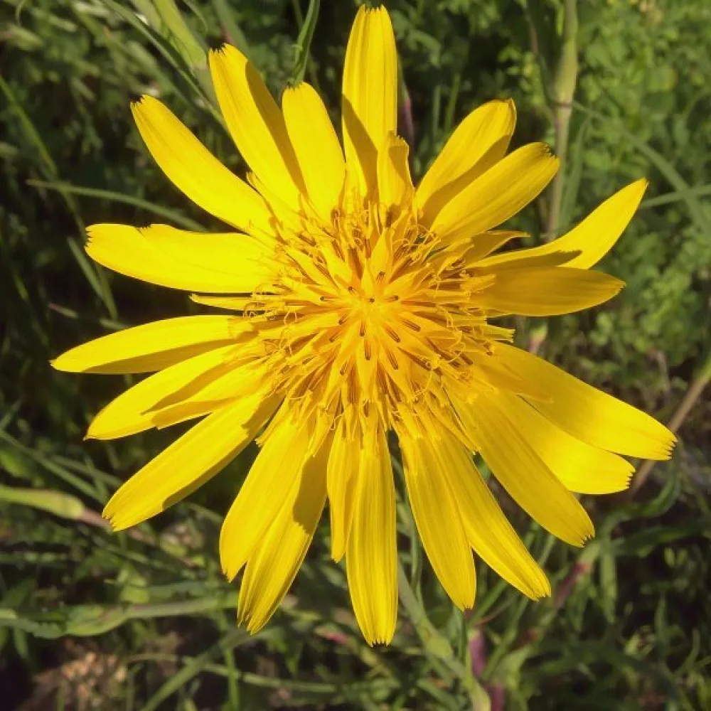 Niittypukinparta Tragopogon pratensis