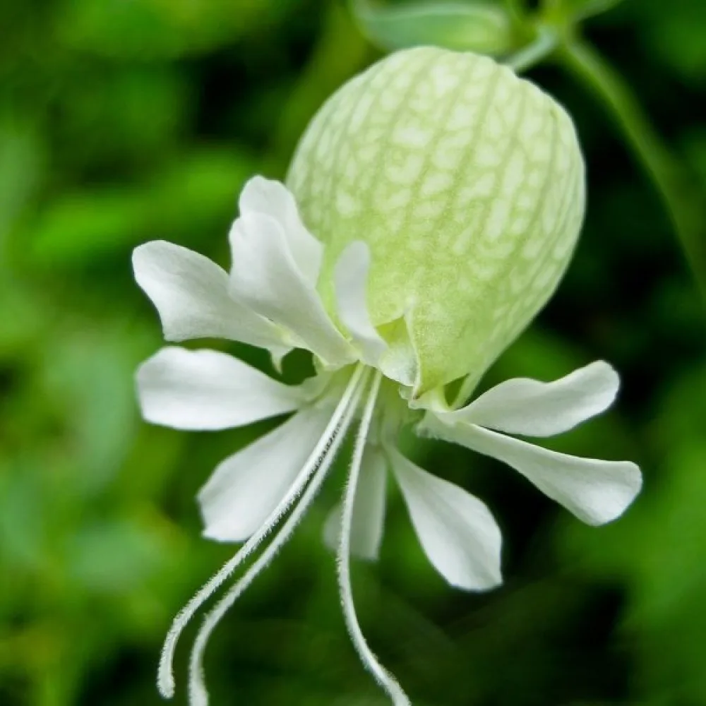 Nurmikohokki