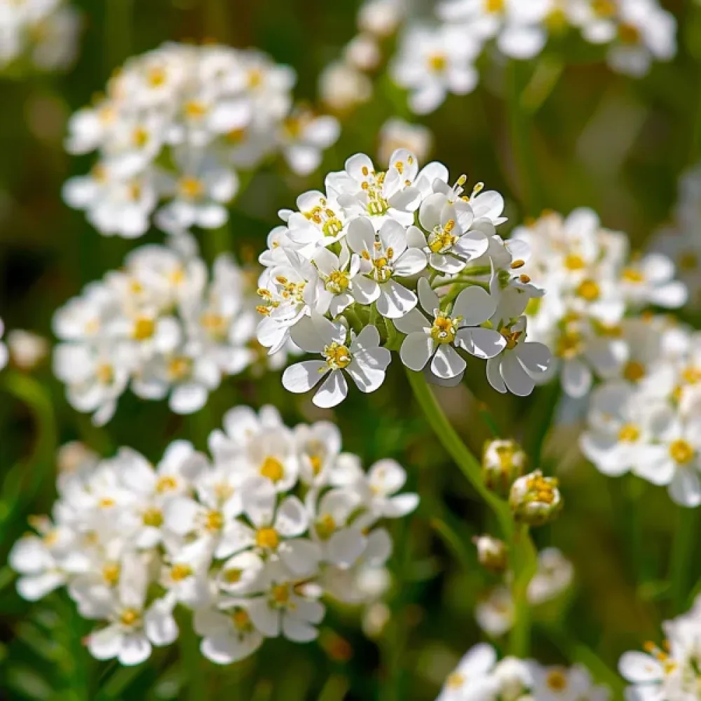 Sarjaiberis 'White Flash'