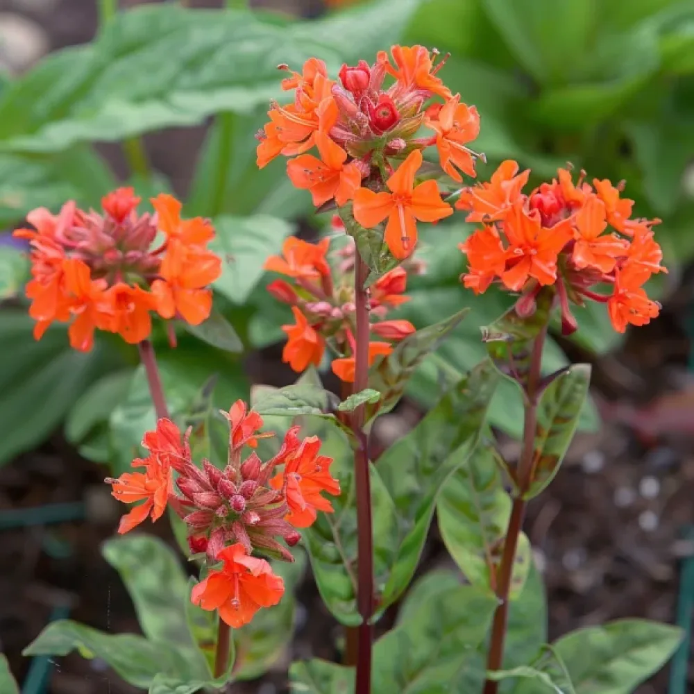 Lychnis 'Vesuvius' punainen