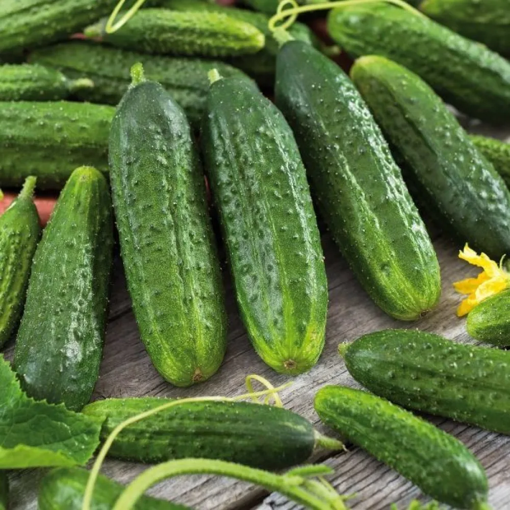 Avomaankurkku 'Vorgebirgstrauben'