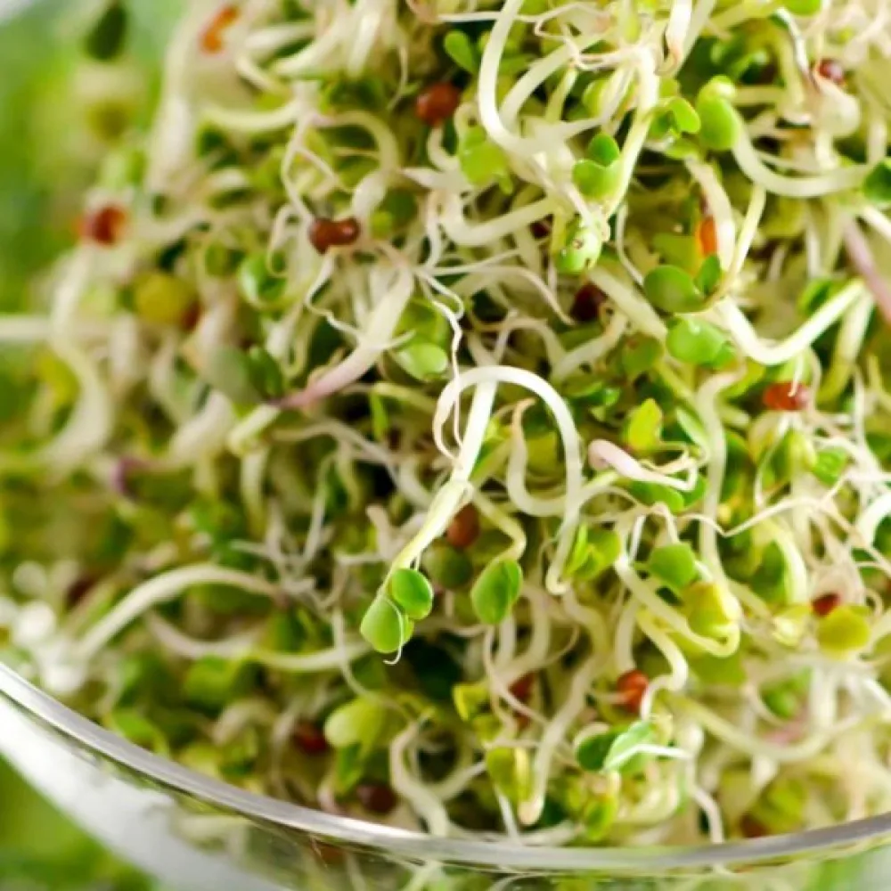 Parsakaali 'Green Calabrese' idätykseen