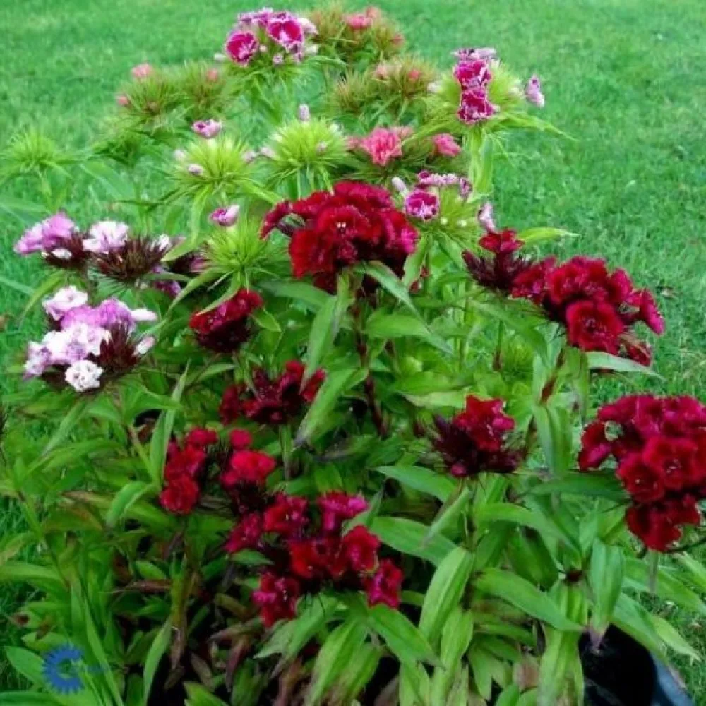 Harjaneilikka 'Herald of Spring' – sekoitus