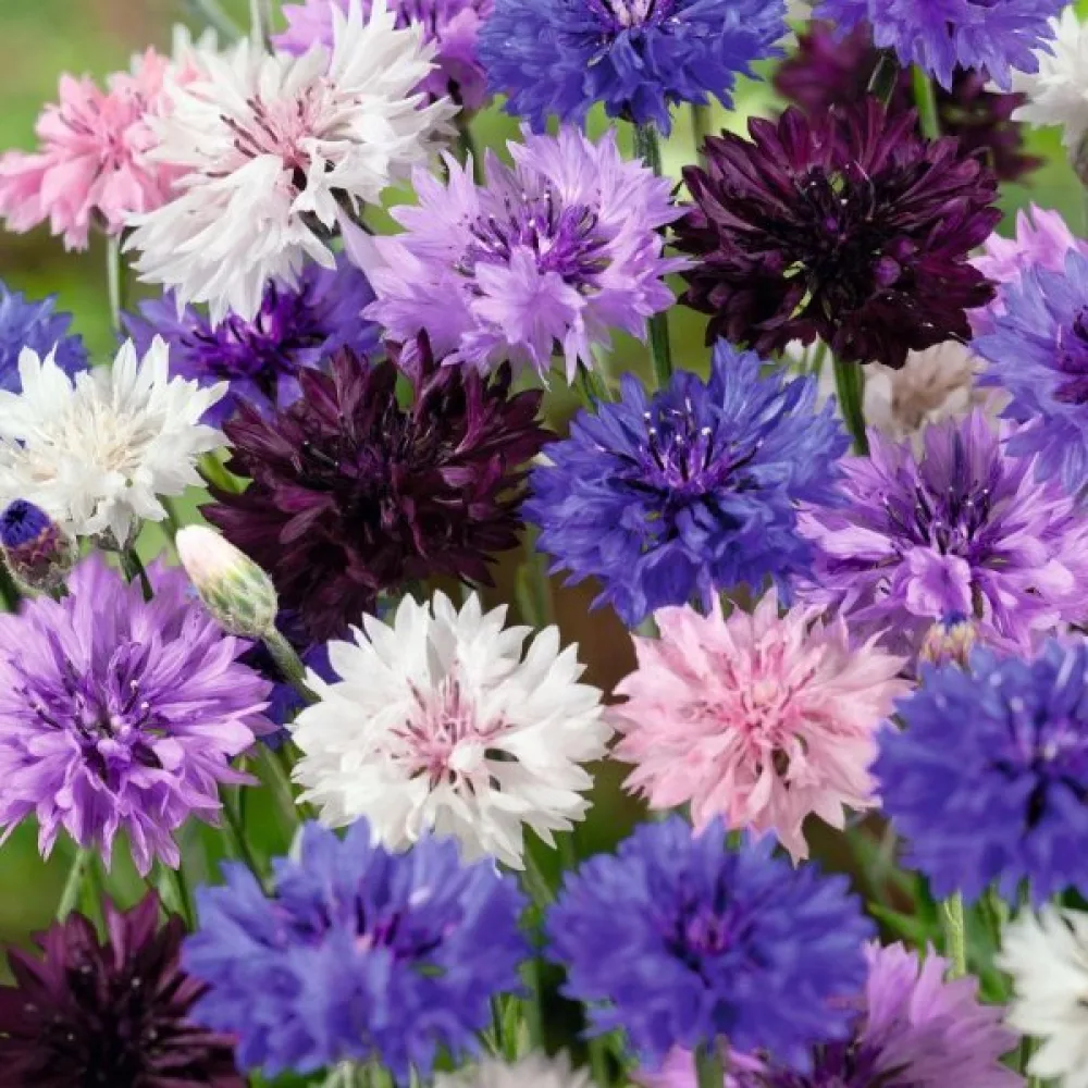 Ruiskaunokki 'Rose Shades', sekoitus