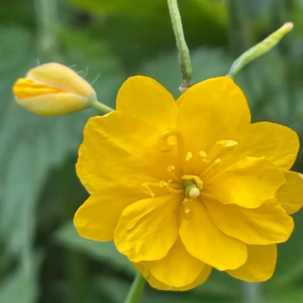 Keltamo Chelidonium majus