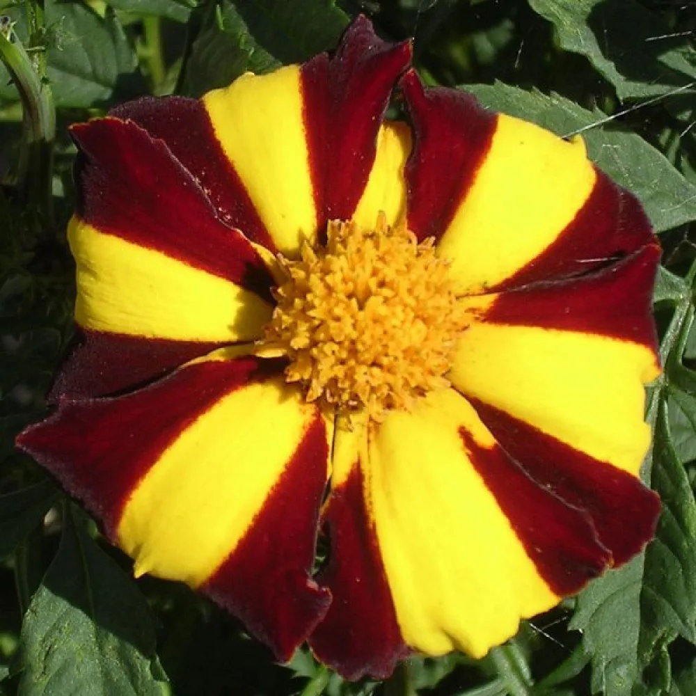 Ruusukesamettikukka 'Mrs Majesty'