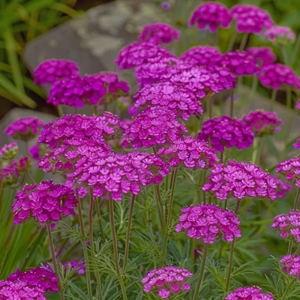 Siankärsämö 'Cerise Queen'
