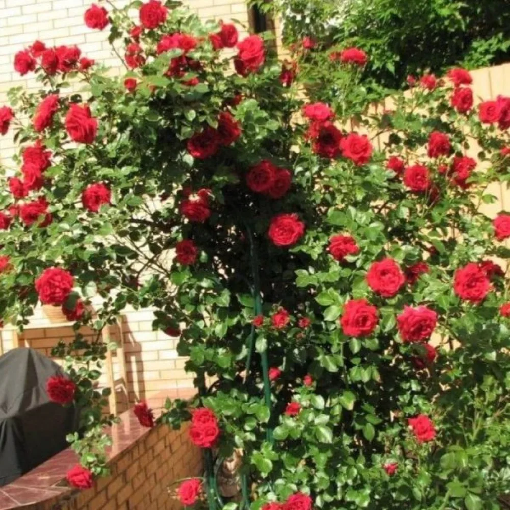 Köynnösruusu 'Scarlet Reverie'