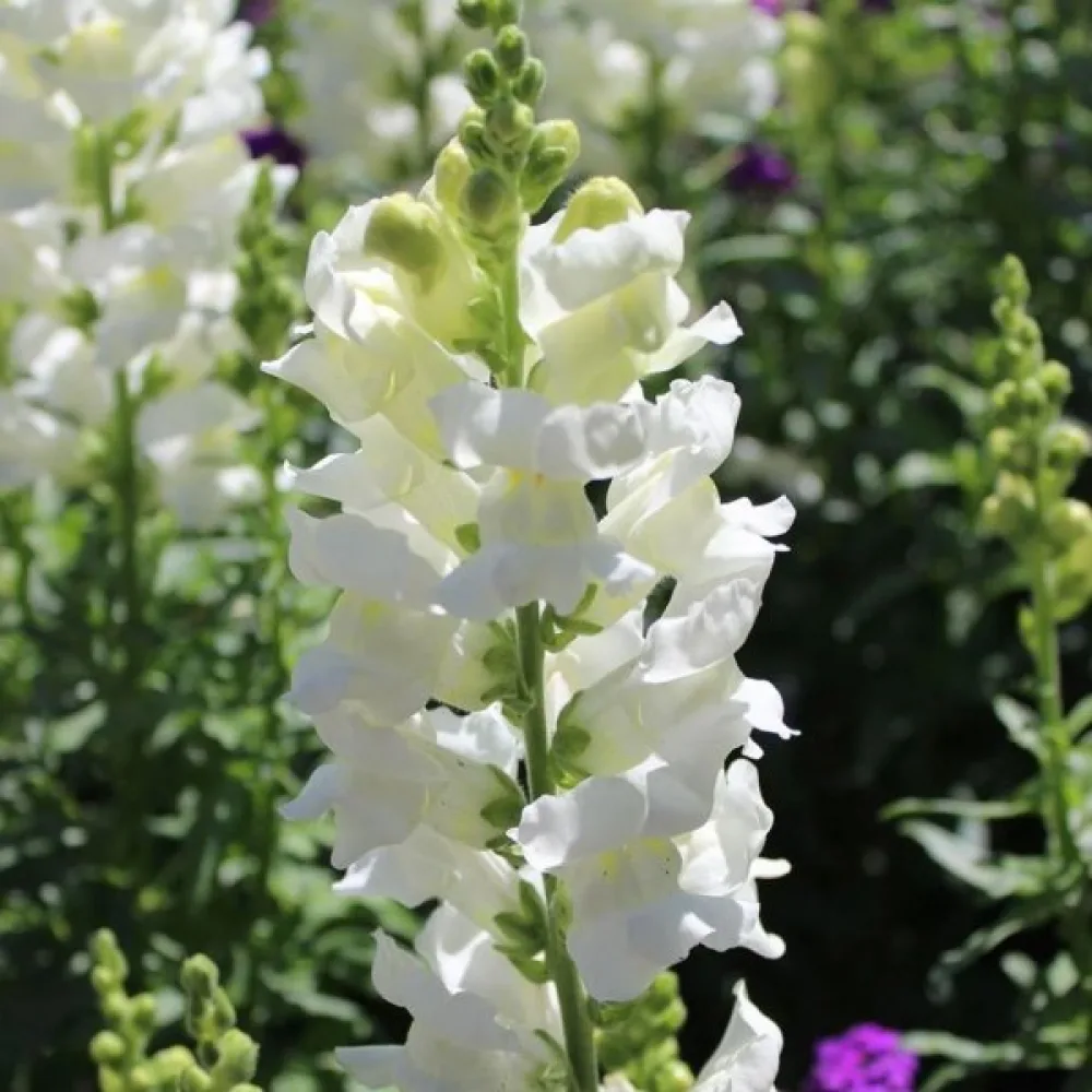 Leijonankita 'Monarch White'
