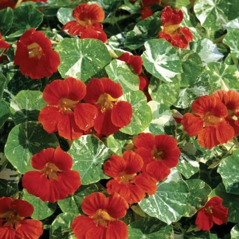 Köynnöskrassi 'Alaska Scarlet'