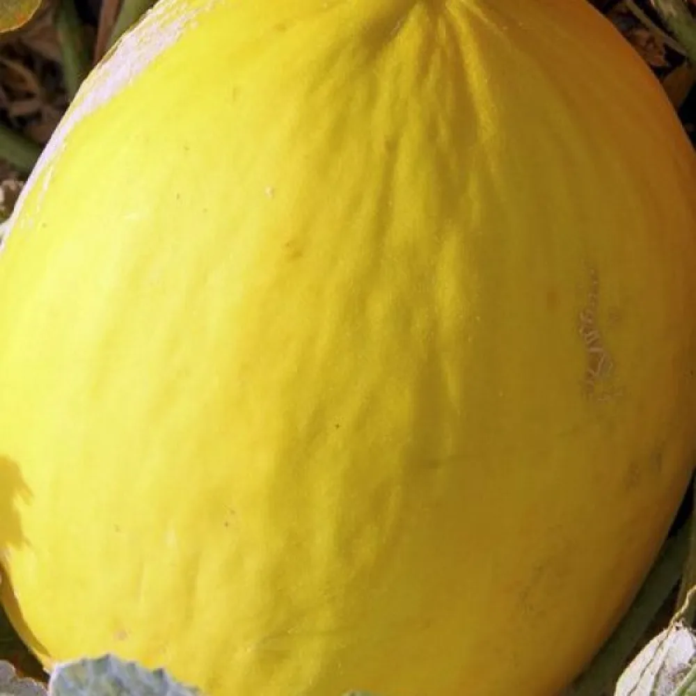 Meloni 'Jaune Canari 2'