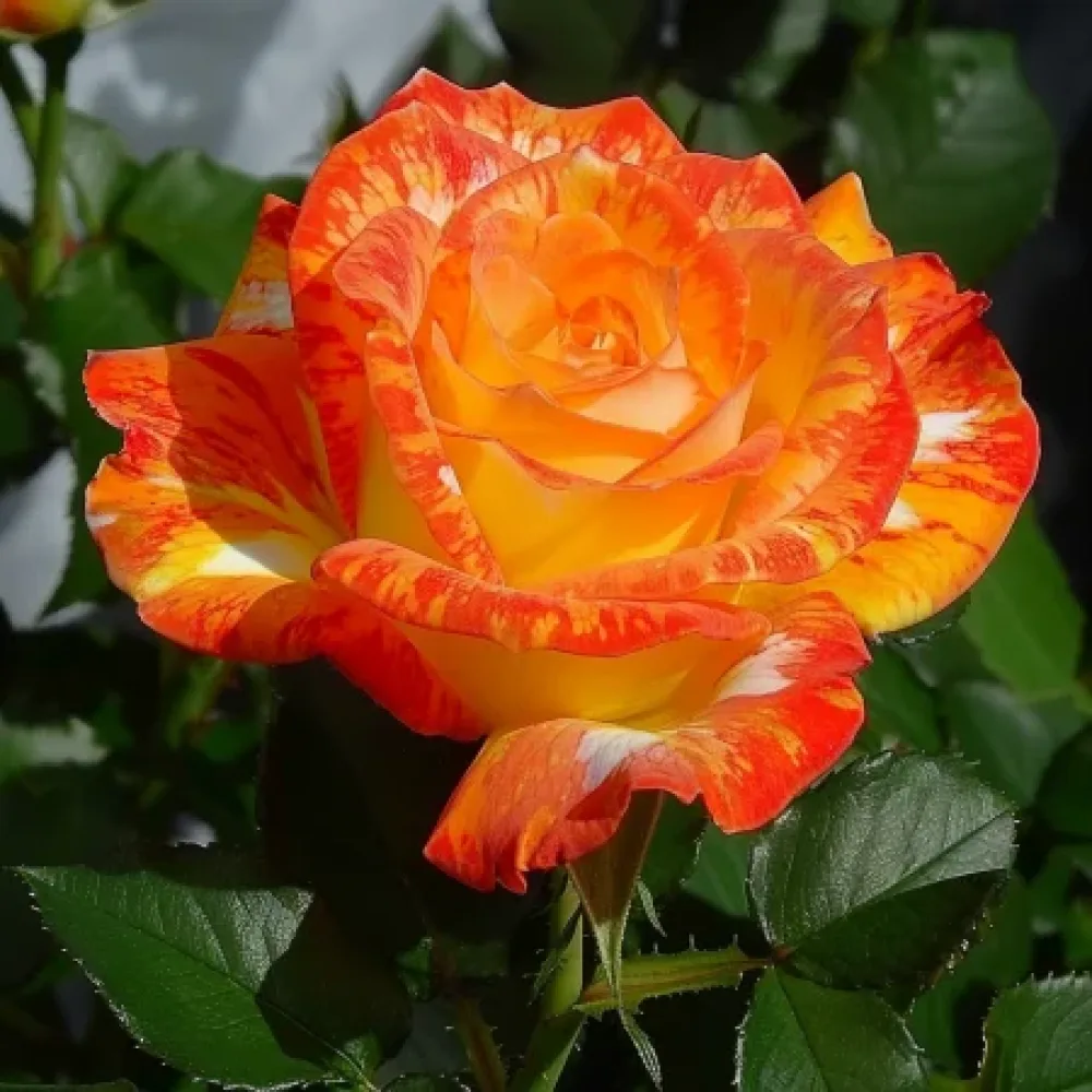 Ruusu 'Summer Memory' – paljasjuurinen