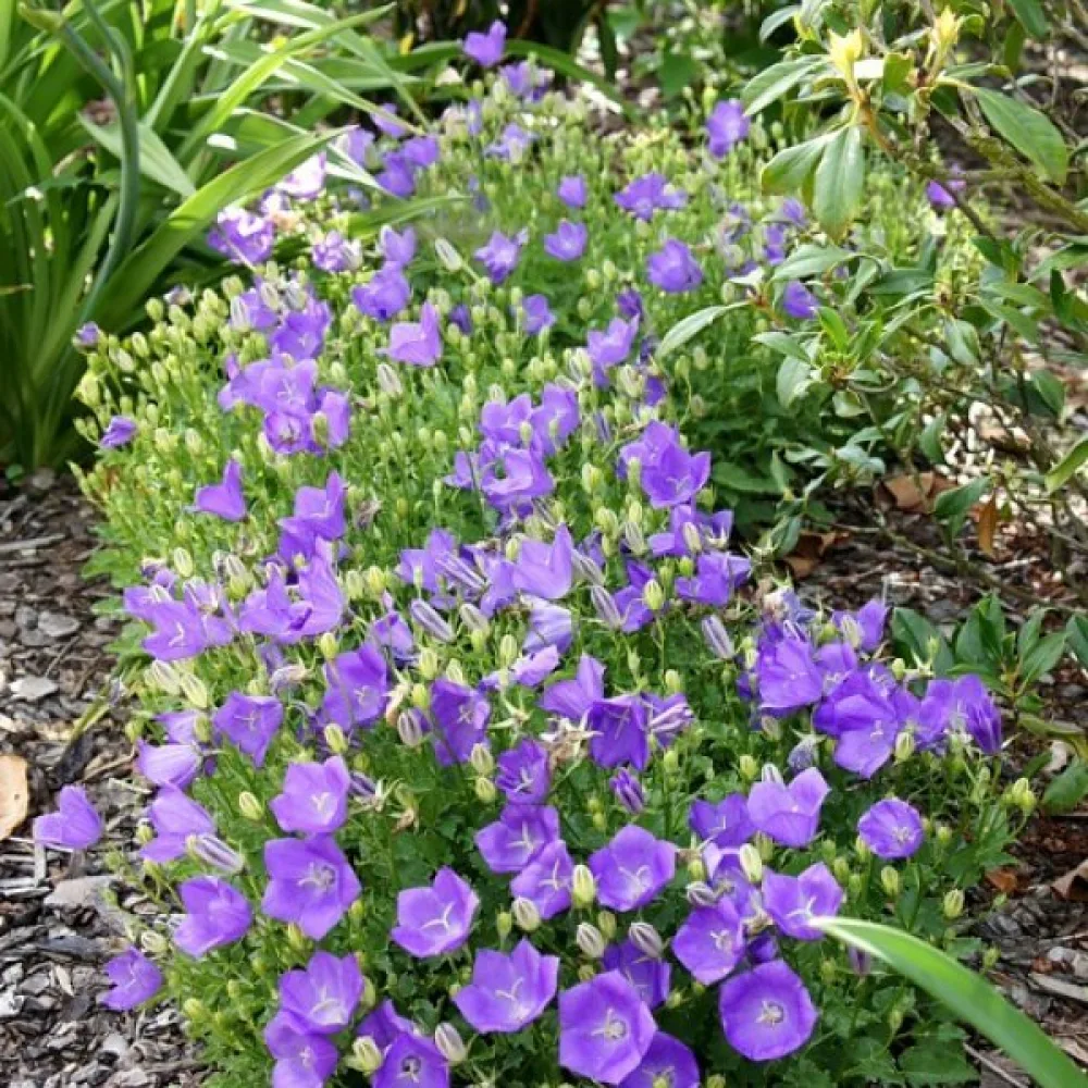 Karpaattienkello Campanula carpatica – sininen