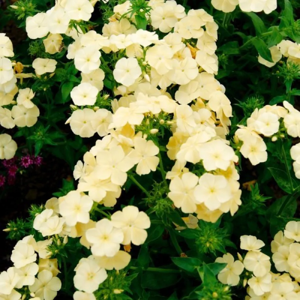 Kesäleimu 'Beauty Yellow'