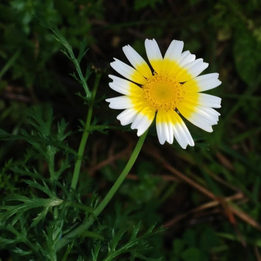 Syötävä krysanteemi Chrysanthemum coronarium