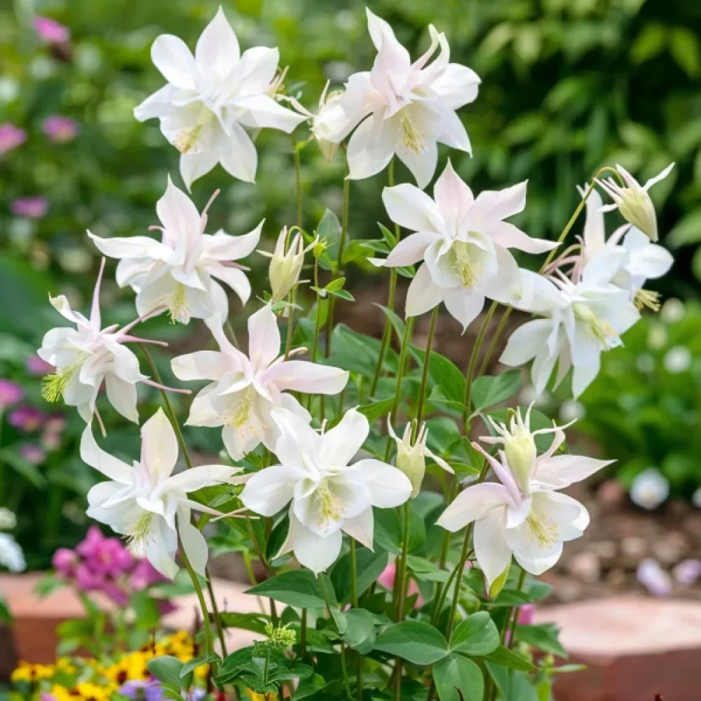 Akileija 'Crystal Star'