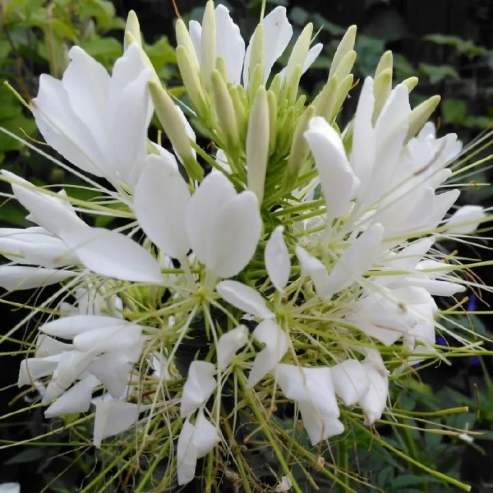 Hämähäkkikukka 'White Queen'