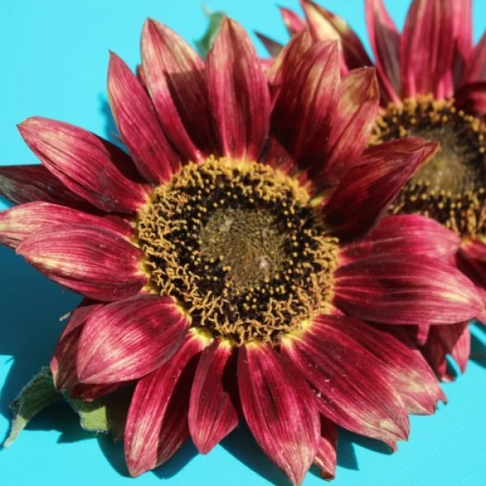 Auringonkukka 'Floris'
