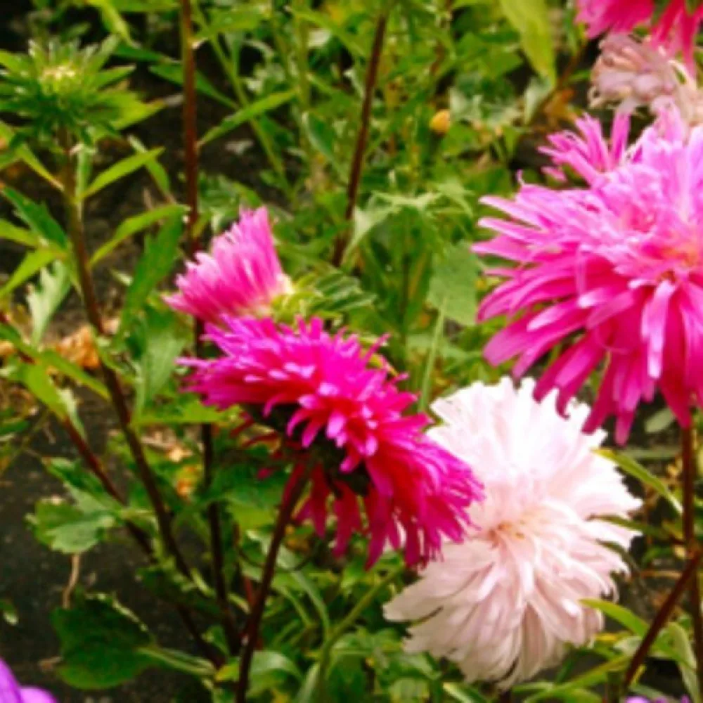 Kesäasteri 'Ostrich Plume' roosa