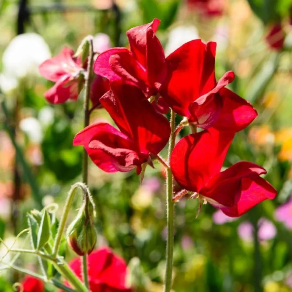 Tuoksuherne Lathyrus odoratus – punainen