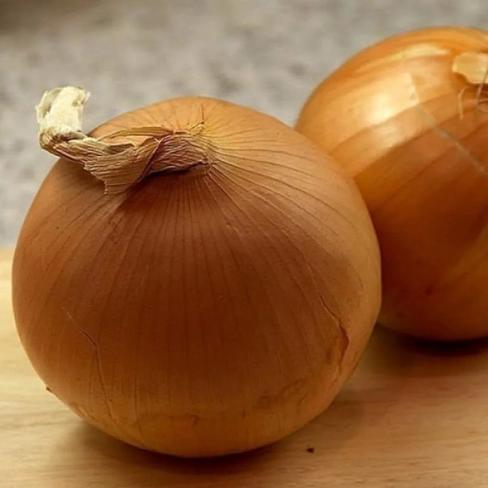 Ruokasipuli 'Stuttgarter Riesen'