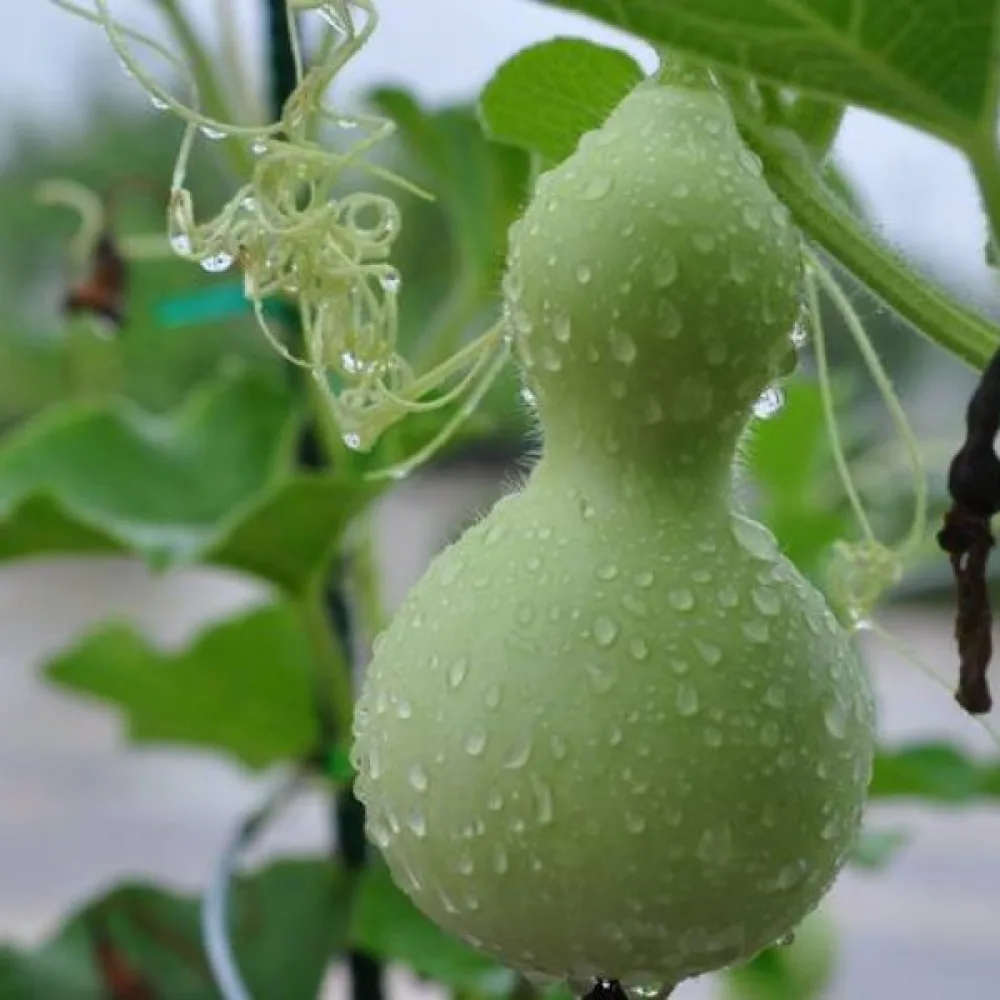 Pullokurpitsa 'Mini Bottle'